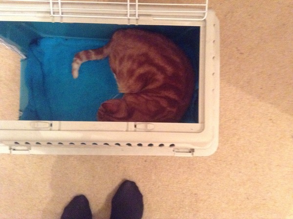 This vet is having a laugh...
