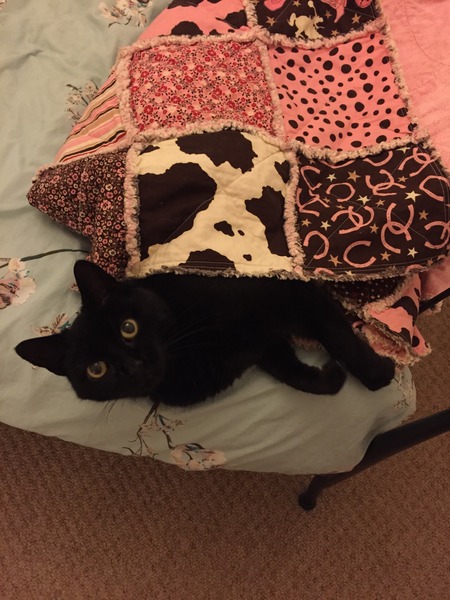 I seem to have acquired a cat
