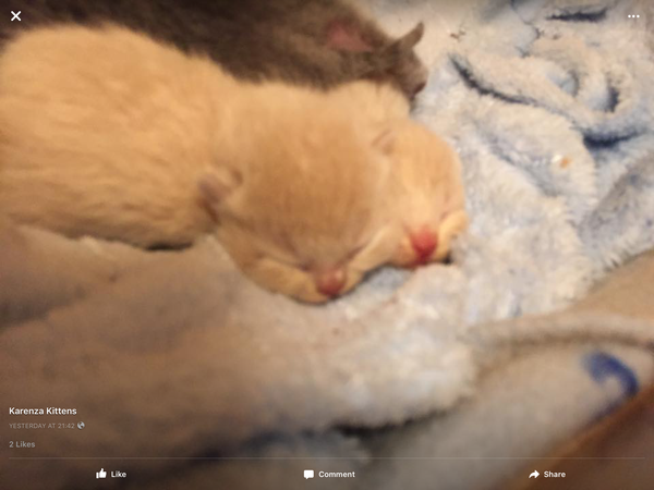 Kittens