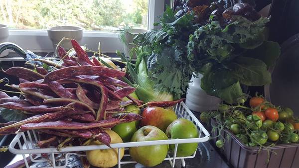 Allotment /Veg patch  thread 4 "Lettuce and Peppers and Pears OH MY!"
