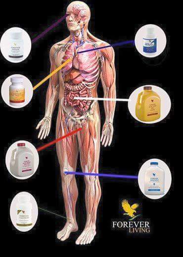 MLM bot watch - Discussion of the network marketing companies Forever Living, Herbal Life, Juice Plus etc as a pyramid scheme or scam