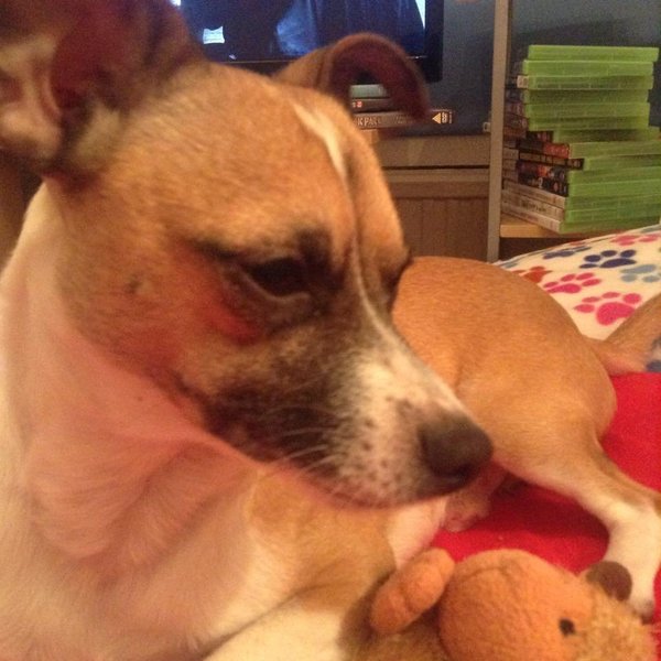 Jack Russell / Chihuahua cross?