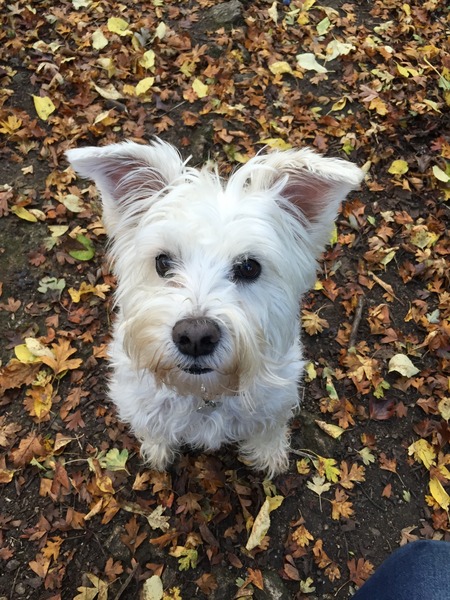 Miniature Schnauzer puppy