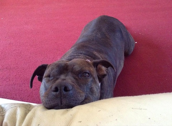 St Bull Terrier - what to expect, what to read!