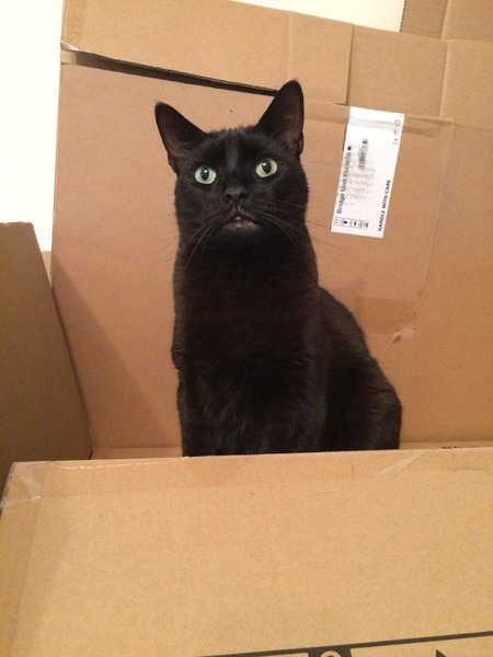 Are your cats annoying?