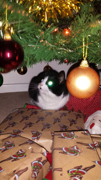 Christmas Decorations: How to avoid cat attacks?