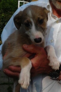 New pup and older dog....
