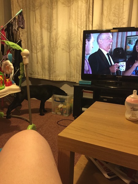 Tell us about (or show us!) the funniest places you've found your pet for a chance to win a Christmas hamper worth £100 and a copy of Oi Frog! by Kes Gray and Jim Field.