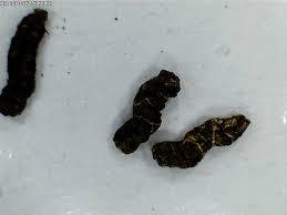 to think all pets poo?