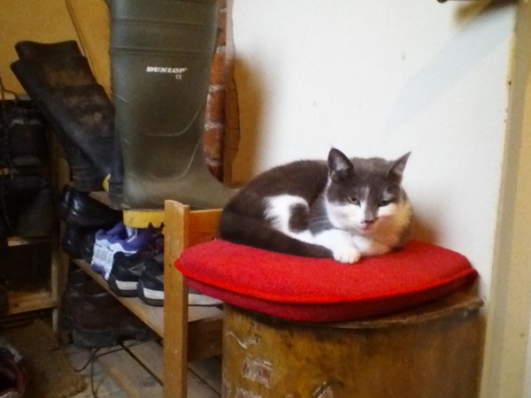 Putting cat in cattery for a month