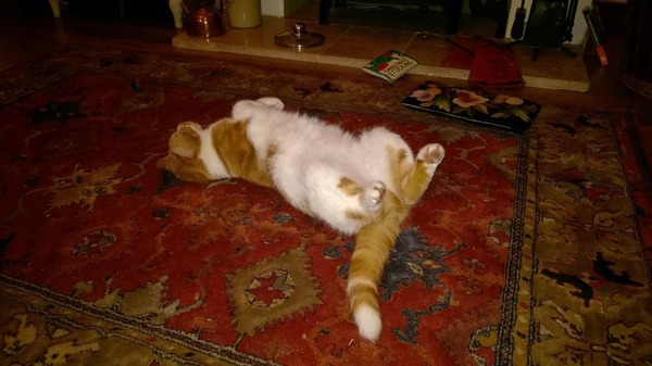 a cat has camped out on our doorstep; what next?