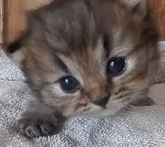 To not take our pet back home