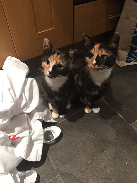 Kittens. Come and share your photos!