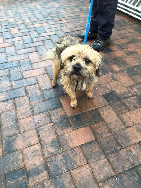 Tell me everything there is to know about Border Terriers!