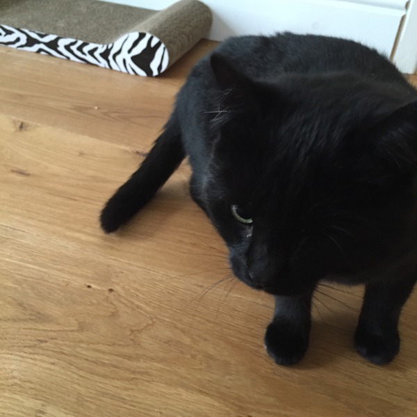 Rescue cat arrives next week, what do we need?