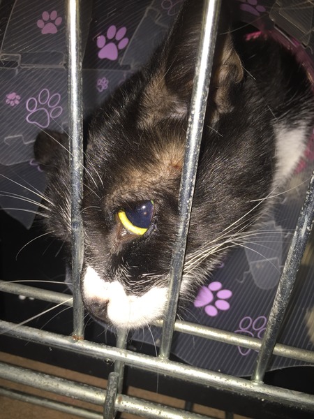 Quick! Anyone any advice on how to keep a feral cat still after op?