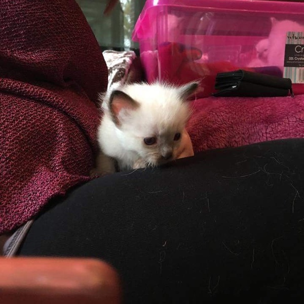 Please help me compile a list of must haves for a kitten!