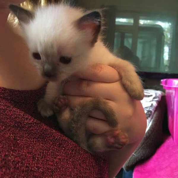 Please help me compile a list of must haves for a kitten!
