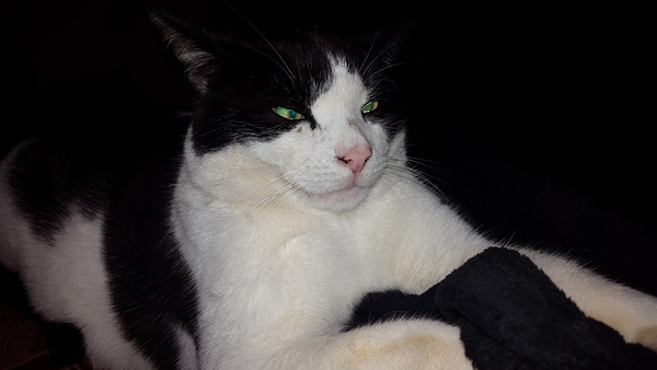 I think I've finally tamed bastard cat
