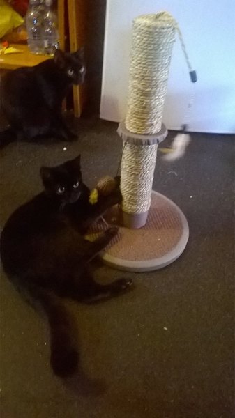 Kittens. Come and share your photos!
