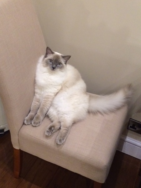 Ragdoll