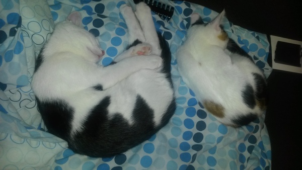 Kittens. Come and share your photos!
