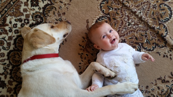 dog before baby?