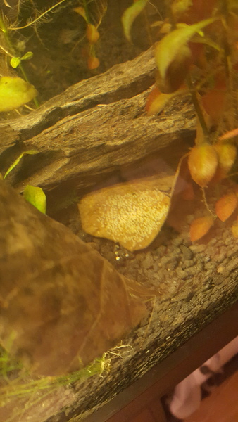 450L Tropical Tank