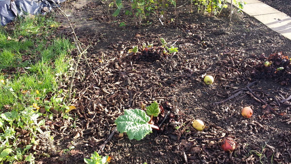 Allotment /Veg patch  thread 4 "Lettuce and Peppers and Pears OH MY!"