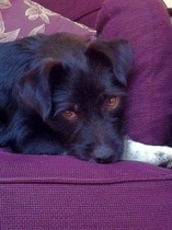 Anxiety over adopting a Romanian dog at 6 months old