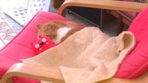 a cat has camped out on our doorstep; what next?