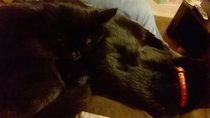Kittens. Come and share your photos!