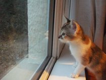 Kittens. Come and share your photos!