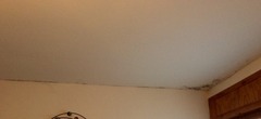 black mould