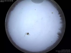 2015/16 Armchair Aurora watching