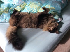 Maine Coons and re-catting.