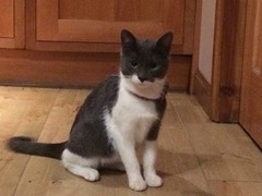 okay....have just acquired a kitten....