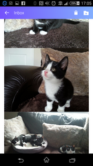A week until new kittens