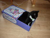 Tell us about (or show us!) the funniest places you've found your pet for a chance to win a Christmas hamper worth £100 and a copy of Oi Frog! by Kes Gray and Jim Field.