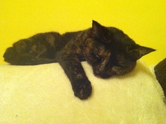 Cats & Sofas
