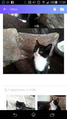 A week until new kittens