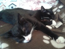 Kittens. Come and share your photos!