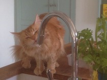 Maine Coons and re-catting.