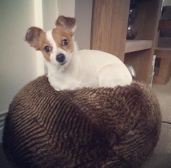 Jack Russell / Chihuahua cross?