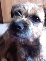 Tell me everything there is to know about Border Terriers!
