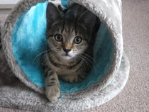 Kittens. Come and share your photos!