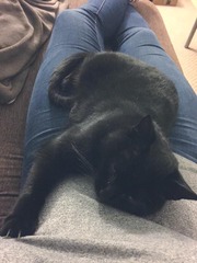 Should I get a cat?