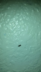 Bedbugs? Urgent
