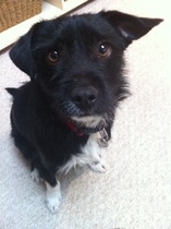 Anxiety over adopting a Romanian dog at 6 months old