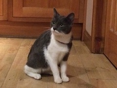 okay....have just acquired a kitten....